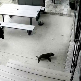 Sous le lave-vaisselle, dans les toilettes… la chasse insolite d’un bébé otarie dans un bar fait le buzz