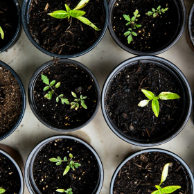 Cultiver un potager urbain : même sans jardin, c'est possible !