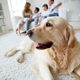 Ménage : comment avoir une maison propre quand on a un animal ?