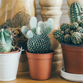 Les 12 bienfaits beauté de l'eau de cactus